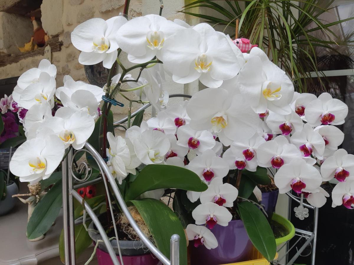 Les Orchidees Chambre Hotes Futuroscope Chasseneuil Poitiers Jaunay-Clan Exterior foto