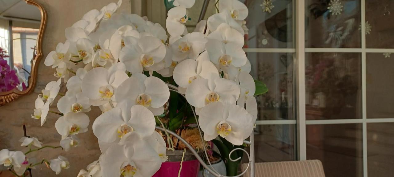 Les Orchidees Chambre Hotes Futuroscope Chasseneuil Poitiers Jaunay-Clan Exterior foto